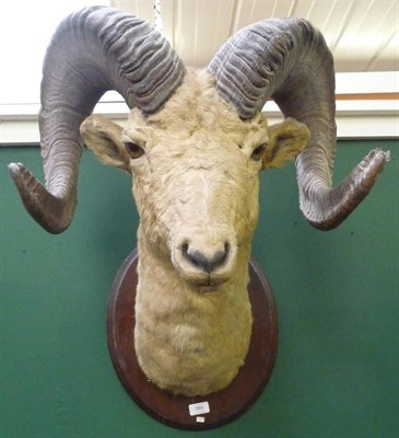 Lot 701 - North American or Rocky Mountain Bighorn Sheep (Ovis canadensis canadensis), circa 1910, head...