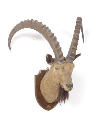 Lot 702 - Siberian Ibex  (Capra ibex almasyi), Shigar Valley, Baltistan, 22nd Aug 1935, attributed to...