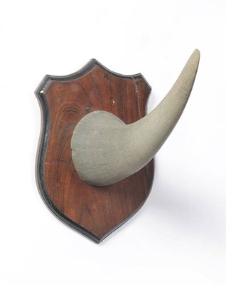 Lot 705 - Black Rhinoceros (Diceros bicornis), circa 1920, horn on shield, 45cm long, on colonial...