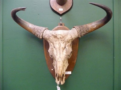 Lot 708 - Banteng or Tsaine (Bos banteng birmanicus), circa 1900, horns on upper skull, right horn 63cm, left