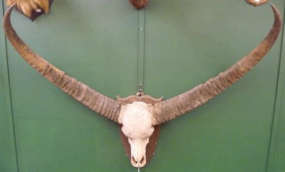 Lot 709 - Indian Water Buffalo (Bubalus bubalus bubalus), Cambodia, circa 1910, horns on upper skull,...