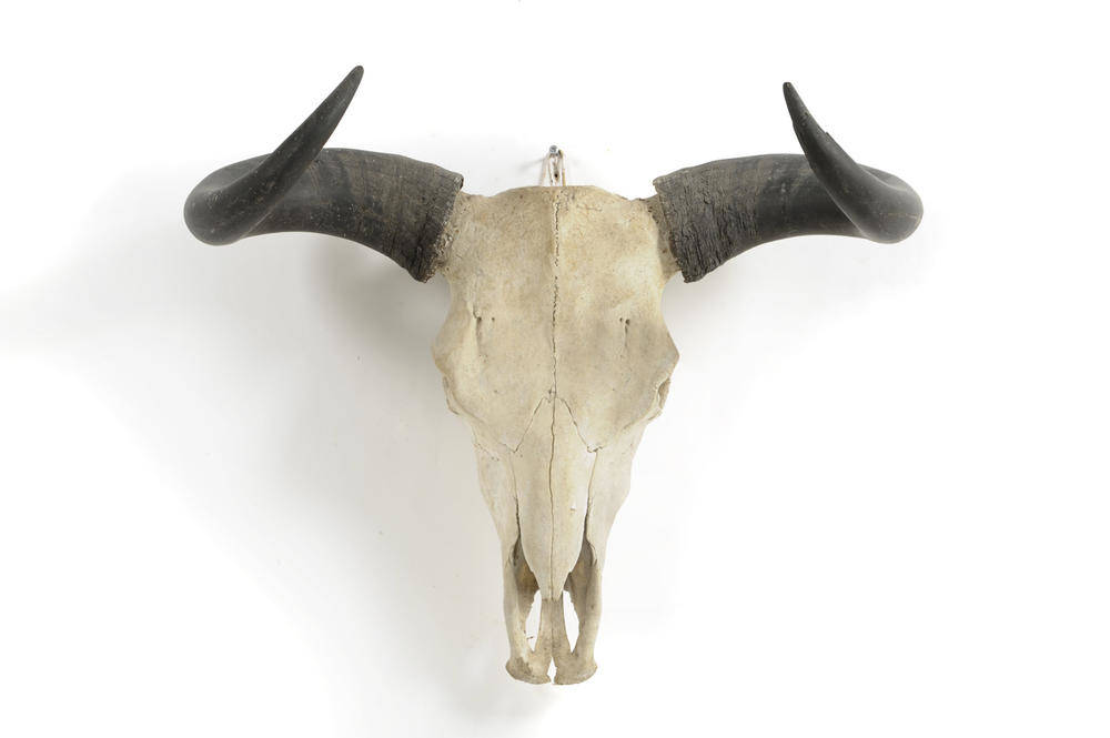 malo Especialidad basura Lot 710 - Wild Yak (Bos grunniens), Tibet 1904, horns