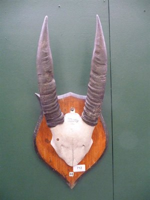 Lot 712 - Dwarf Buffalo or Lowland Anoa (Bubalus depressicornis), circa 1900, horns on frontlet, right...