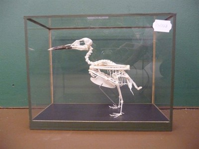 Lot 713 - Guillemot (Uria aalge), skeleton, in glazed case, the case 21cm high