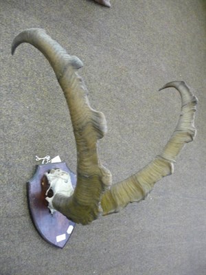 Lot 715 - Sind Ibex (Capra aegagrus blythi), horns on part upper skull, right horn 96cm, left horn 97cm,...