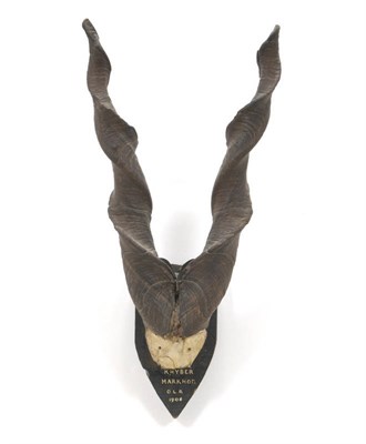 Lot 716 - Suleman Markhor (Capra falconeri falconeri), Kyber Pass, O.L.R. 1906, horns on cut frontlet,...