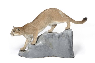 Lot 717 - Mountain Lion or Cougar (Puma concolor), late 20th century, full mount, cautiously descending...