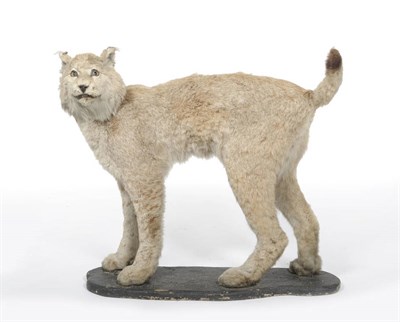 Lot 719 - Siberian Lynx (Felis lynx), USSR, Z.S.L. 1.12.1940, male, full mount, 78cm high from the base, with