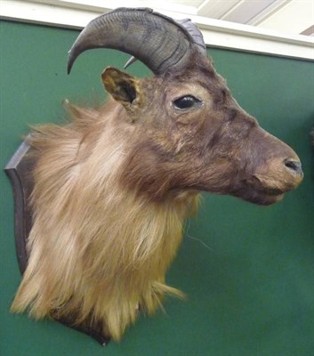 Lot 720 - Himalayan Tahr (Hermitragus jemlahicus), circa 1910, by Rowland Ward, shoulder mount, on wood...