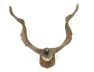 Lot 722 - Markhor (Capra falconeri), horns on frontlet, right horn 88cm, left horn 88cm (straight up), tip to