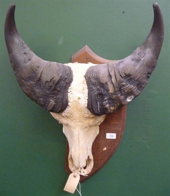 Lot 724 - Dwarf Forest Buffalo (Syncerus caffer nanus), JHL White, White Nile 1928, horns on upper skull,...