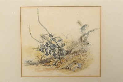 Lot 778 - Thomas Hartley Cromek R.I. (1809-1873) Study of Vegetation and Rocks at Ariccia Signed,...