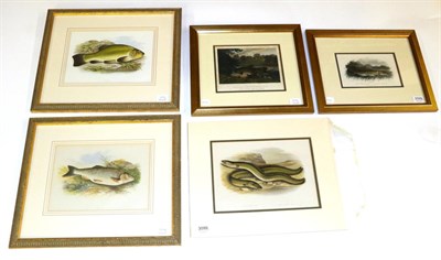 Lot 3099 - Five Coloured Prints of Fish, four framed, the other in card mount