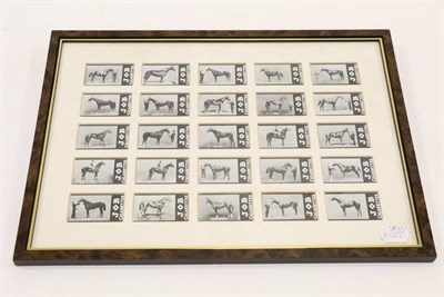 Lot 3157 - Job Cigarette Cards A Set Of 25 Racehorse Cards loose framed with both sides of the cards...