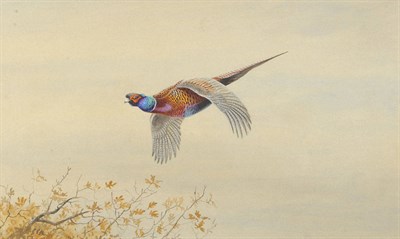 Lot 796 - Philip Rickman (1891-1982) Pheasant in Flight Signed, pencil, watercolour and gouache...