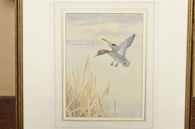 Lot 797 - Philip Rickman (1891-1982) "A Widgeon" Signed, inscribed on the mount below, watercolour and...