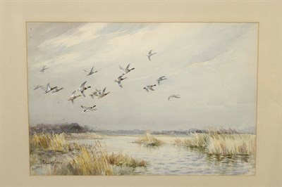 Lot 798 - Roland Green M.B.O.U., F.R.S.A. (1896-1972) Mallard in Flight Signed, pencil, watercolour and...