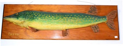 Lot 102 - A Large Stuffed Pike, mounted on an oak plinth, 23lb, (in need of restoration)