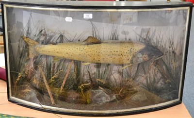 Lot 105 - A Taxidermy Trout, ex Rydal Water, Lake District, R Raine, Carlisle, circa 1920, amongst...