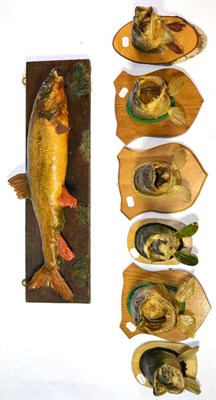 Lot 133 - Six Pike Heads, on wooden plaques, together with a Full Mount Barbel, on wooden plaque (7)