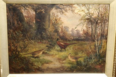 Lot 980 - Benjamin Hold (1839-1917) Cock and Two Hen Pheasants in a Wooded Landscape Signed, oil on...