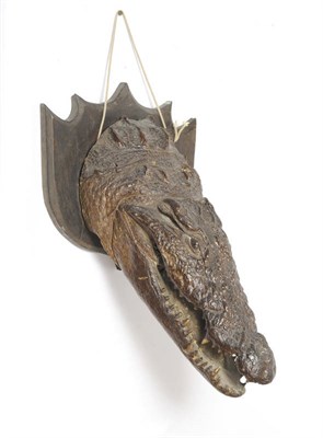 Lot 1070 - Nile Crocodile (Crocodylus niloticus), circa 1890, head mount, its jaw slightly agape, on an...