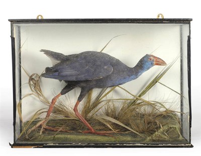 Lot 1071 - Purple Gallinule (Porphyrio porphyrio), Vejer, S.Spain, January 5th 1911, full mount, stalking...