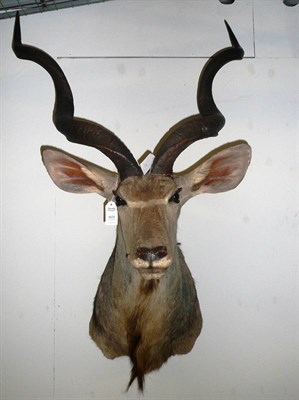 Lot 1072 - Greater Kudu (Tragelaphus strepsiceros), modern, shoulder mount, 86cm from the wall