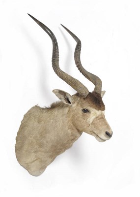 Lot 1073 - Addax (Addax nasomaculatus), female, shoulder mount, right horn 72.5cm, left horn 77cm, tip to...