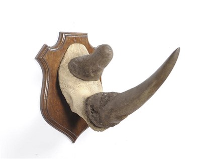 Lot 1074 - Black Rhinoceros (Diceros bicornis), circa 1931, horns on frontlet, front horn 45.5cm, upper...