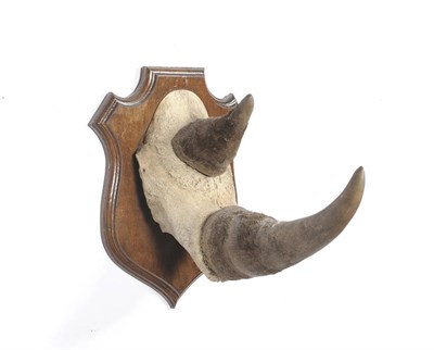 Lot 1075 - Black Rhinoceros (Diceros bicornis), circa 1931, horns on frontlet, front horn 39.5cm, upper...