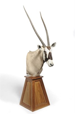 Lot 1076 - Gemsbuck (Oryx gazella), modern, shoulder mount, right horn 98cm, left horn 97.5cm, upon a...