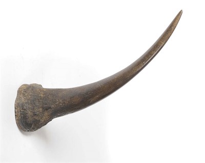 Lot 1080 - Black Rhinoceros (Diceros bicornis), Sudan, circa 1900, single lower horn, with central drill...