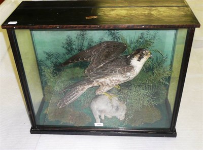 Lot 1084 - Peregrine Falcon (Falco peregrinus), Pembrokeshire, circa 1906, full mount, its talons sunk...