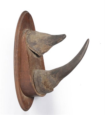 Lot 1085 - Black Rhinoceros (Diceros bicornis), circa 1930, taxidermy horn, lower horn 39.6cm long, upper horn