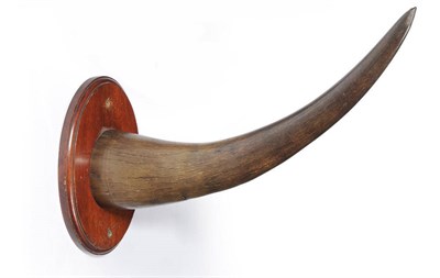 Lot 1087 - White Rhinoceros (Ceratotherium simum), circa 1920, horn on shield, 67cm, on oval mahogany...