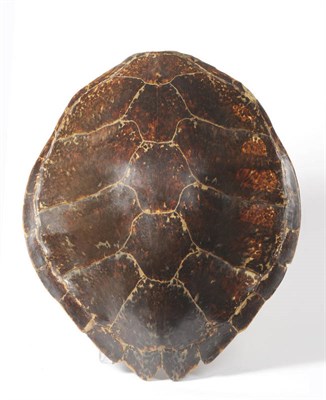 Lot 1088 - Hawksbill Turtle (Eretmochelys imbricata), 1960, shell, 78cm long; and Another, Smaller, 48cm (2)