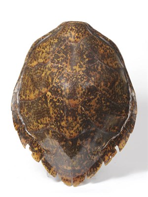 Lot 1089 - Hawksbill Turtle (Eretmochelys imbricata), 1960, shell, 74cm; and Another Smaller, 50cm (2)...