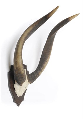 Lot 1090 - Western Bongo (Tragelaphus eurycerus eurycerus), circa 1930, horns on cut frontlet, right horn...