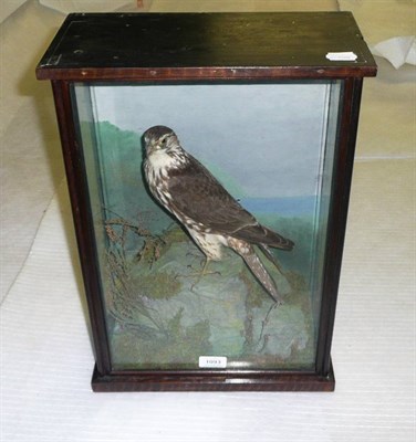 Lot 1093 - Merlin (Falco columbarius), Gressbeat, Isle of Lewis NB, September 29th 1906, full mount,...