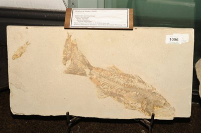 Lot 1096 - Mioplosus & Knighta, Eocene Epoch, 55-36 million years ago, Green River Formation, Fossil Butte...