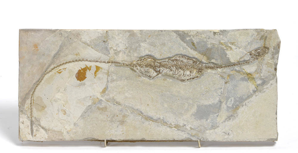 Lot 1098 - Hyphalosaurus Llingyuanensis, Early Cretaceous, Jehol Group, 130-120 million years ago, Yixian...