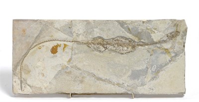 Lot 1098 - Hyphalosaurus Llingyuanensis, Early Cretaceous, Jehol Group, 130-120 million years ago, Yixian...