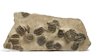 Lot 1099 - Selenopeltis, Ordovician (488-438 million years ago), Ktaoua, Morocco, 106cm wide, 48cm high (max)