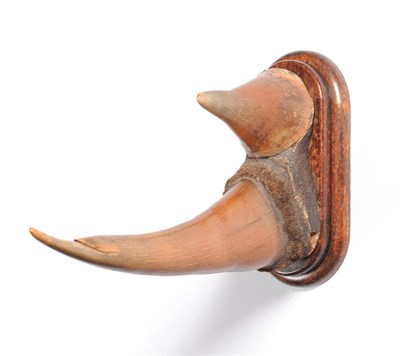 Lot 1101 - Black Rhinoceros (Diceros bicornis), circa 1910, taxidermy horn, front horn 53cm, upper horn...