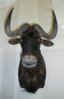 Lot 1102 - White-Tailed Gnu or Black Wildebeest (Connochaetes gnou), modern, shoulder mount, 66.5cm from...