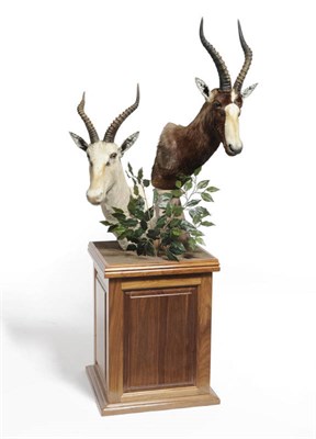 Lot 1103 - Common Blesbok (Damaliscus pygargus phillipsi), modern, shoulder mount; and White Blesbok...