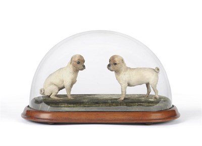 Lot 1104 - Two Taxidermy Pug Dog Puppies, circa 1885, beneath a glass dome, one standing, the other...