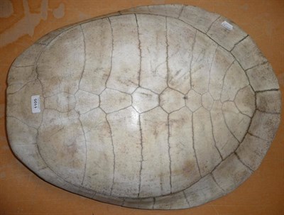 Lot 1105 - A Loggerhead "Blonde" Turtle Shell, probably early 19th century, attractively marked, 66.5cm...