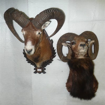 Lot 1106 - European Mouflon (Ovis ammon), shoulder mount, right horn 69cm, left horn 64cm, on stained and...